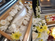 Video Kremasi Ikan Arwana Ini Disebut Mirip Ikan Bakar Premium