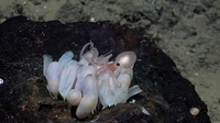 Selain itu, para ilmuwan juga mengumumkan bahwa mereka telah menemukan tiga spesies gurita laut dalam yang baru. Seekor gurita yang menetas muncul dari sekelompok telur di tempat penetasan baru, pertama kali ditemukan oleh tim yang sama pada bulan Juni 2023, di Gunung Laut Tengosed di lepas pantai Kosta Rika. Foto: ROV SuBastian/Schmidt Ocean Institute (CC BY-NC-SA)