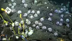 Potret Beberapa Spesies Gurita yang Baru Ditemukan di Laut Dalam Kosta Rika