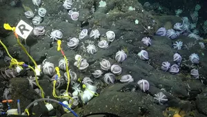 Potret Beberapa Spesies Gurita yang Baru Ditemukan di Laut Dalam Kosta Rika
