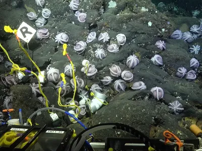Potret Beberapa Spesies Gurita yang Baru Ditemukan di Laut Dalam Kosta Rika