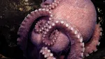 Potret Beberapa Spesies Gurita yang Baru Ditemukan di Laut Dalam Kosta Rika