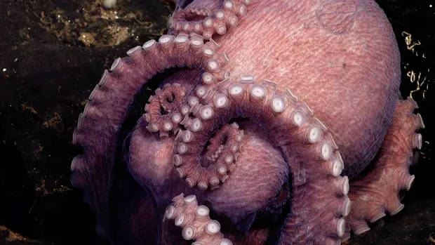4 spesies octopus baru