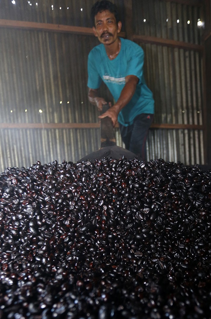 Harga Bubuk Kopi Tradisional Naik Pekerja mendinginkan bahan baku biji kopi robusta untuk pembuatan bubuk kopi setelah proses penyangraian di Desa Kuta Padang, Johan Pahlawan, Aceh Barat, Aceh, Selasa (23/1/2024). Menurut pengusaha bubuk kopi, harga bubuk kopi tradisional rata-rata mengalami kenaikan Rp15 ribu per kilogram, untuk kualitas bubuk halus sebelumnya Rp85 ribu menjadi Rp100 ribu per kg, bubuk kasar Rp75 ribu menjadi Rp90 ribu per kg dan bubuk kopi saring Rp70 ribu menjadi Rp85 per kilogram disebabkan tingginya harga bahan baku biji kopi robusta yang mencapai Rp55 ribu hingga Rp65 per kilogram. ANTARA FOTO/Syifa Yulinnas/Spt.