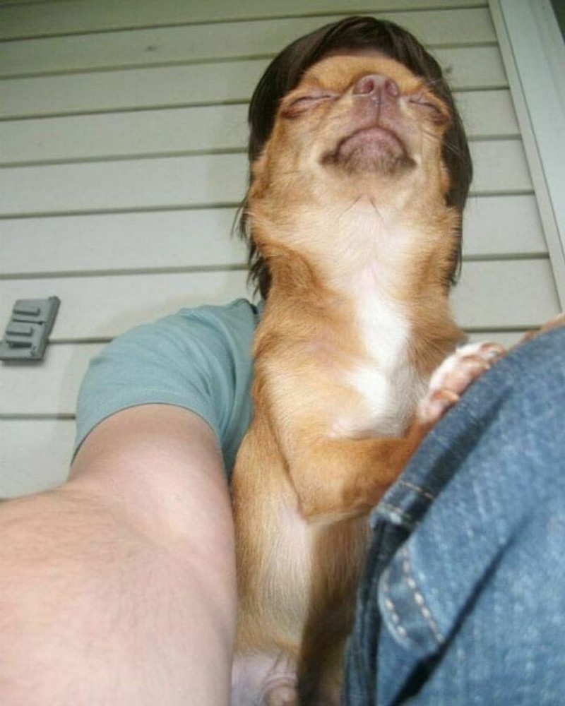 Pasti ada aja deh tingkah anjing dan kucing yang bikin kita senyum-senyum sendiri. Beberapa di antaranya seperti deretan foto berikut ini.