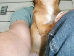 Kelakuan Anjing dan Kucing yang Bikin Senyum-senyum Sendiri