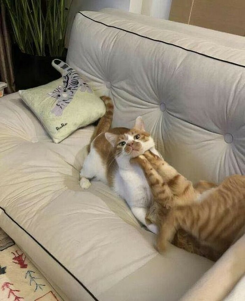 Pasti ada aja deh tingkah anjing dan kucing yang bikin kita senyum-senyum sendiri. Beberapa di antaranya seperti deretan foto berikut ini.