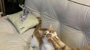 Dibilang gak mau, masih aja mau ndusel-ndusel. Foto: (Bored Panda).