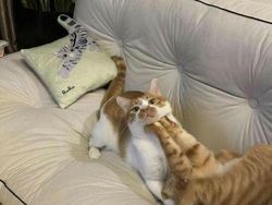 Kelakuan Anjing dan Kucing yang Bikin Senyum-senyum Sendiri