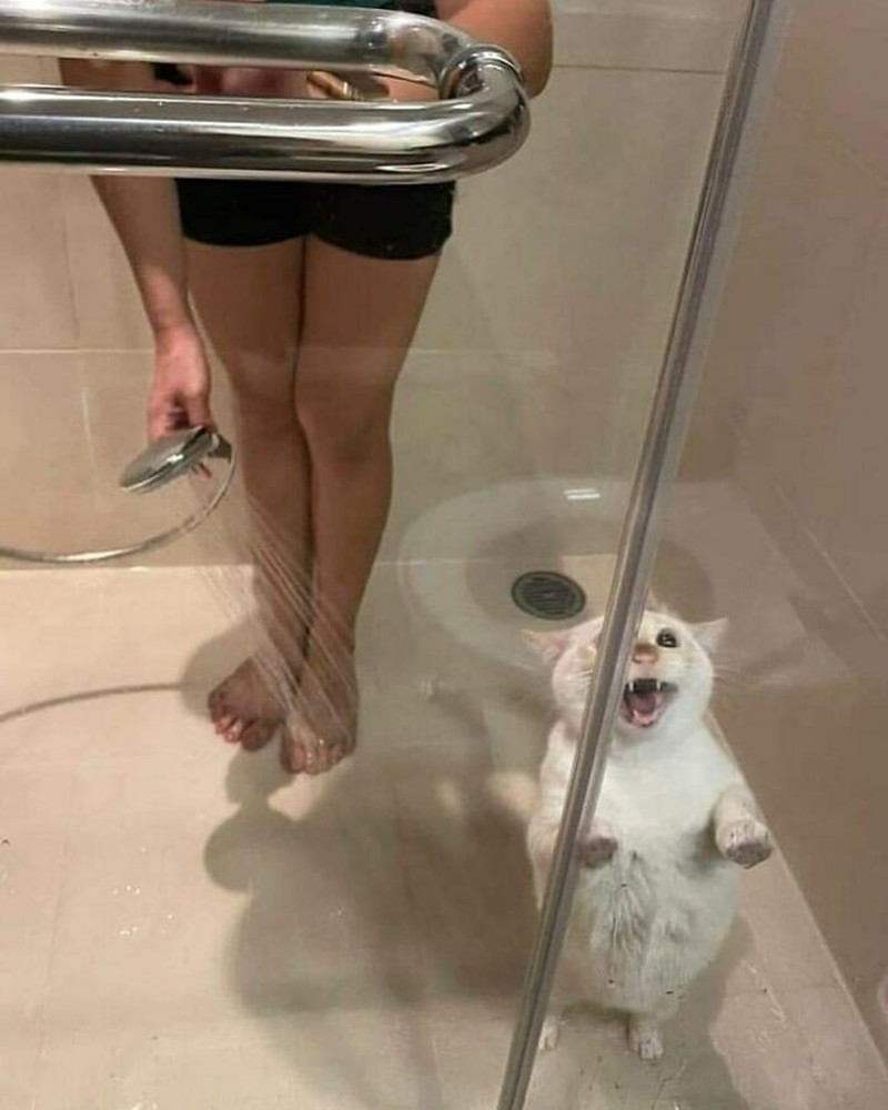 Pasti ada aja deh tingkah anjing dan kucing yang bikin kita senyum-senyum sendiri. Beberapa di antaranya seperti deretan foto berikut ini.