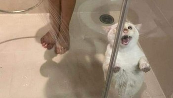 Nah lho, kaburnya gimana dong. Foto: (Bored Panda).