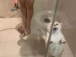 Kelakuan Anjing dan Kucing yang Bikin Senyum-senyum Sendiri