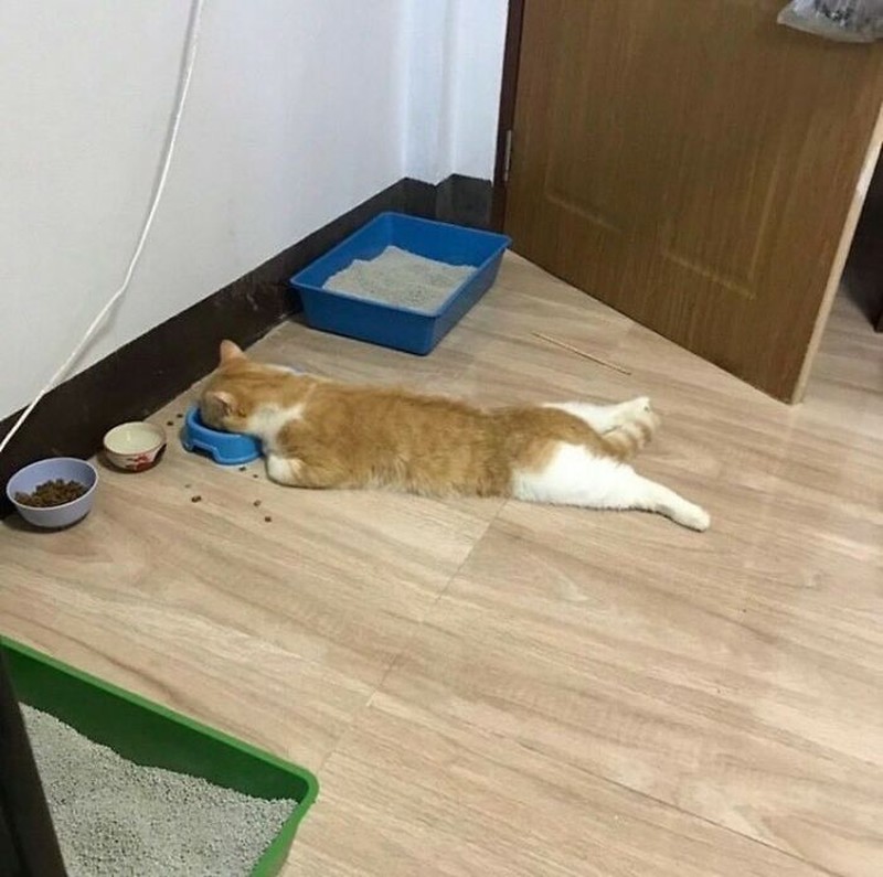 Pasti ada aja deh tingkah anjing dan kucing yang bikin kita senyum-senyum sendiri. Beberapa di antaranya seperti deretan foto berikut ini.