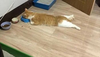 Gambaran ngantuk dan lapar dalam satu waktu. Foto: (Bored Panda).