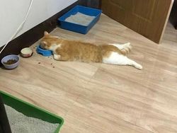 Kelakuan Anjing dan Kucing yang Bikin Senyum-senyum Sendiri