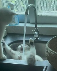 Pasti ada aja deh tingkah anjing dan kucing yang bikin kita senyum-senyum sendiri. Beberapa di antaranya seperti deretan foto berikut ini.