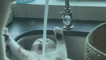 Ada yang bisa tebak, ini kucingnya kepleset atau dijorokin ya? Foto: (Bored Panda).