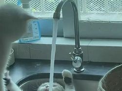 Kelakuan Anjing dan Kucing yang Bikin Senyum-senyum Sendiri