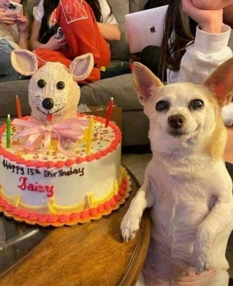 Pasti ada aja deh tingkah anjing dan kucing yang bikin kita senyum-senyum sendiri. Beberapa di antaranya seperti deretan foto berikut ini.