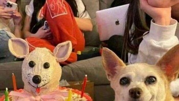 Ceritanya lagi ulang tahun nih guys. Foto: (Bored Panda).