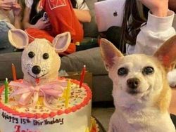 Kelakuan Anjing dan Kucing yang Bikin Senyum-senyum Sendiri