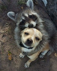 Pasti ada aja deh tingkah anjing dan kucing yang bikin kita senyum-senyum sendiri. Beberapa di antaranya seperti deretan foto berikut ini.