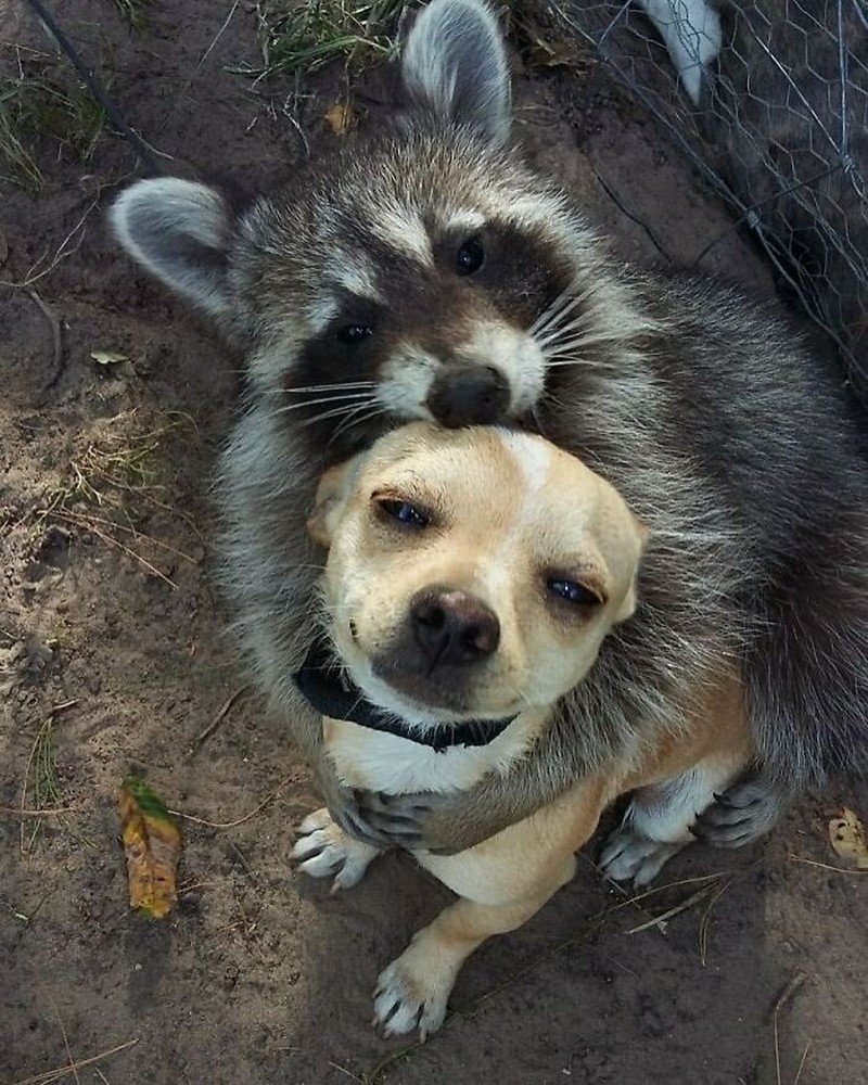 Pasti ada aja deh tingkah anjing dan kucing yang bikin kita senyum-senyum sendiri. Beberapa di antaranya seperti deretan foto berikut ini.