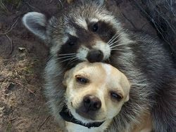 Kelakuan Anjing dan Kucing yang Bikin Senyum-senyum Sendiri