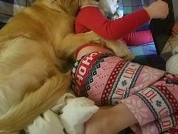 Kelakuan Anjing dan Kucing yang Bikin Senyum-senyum Sendiri