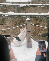 Pasti ada aja deh tingkah anjing dan kucing yang bikin kita senyum-senyum sendiri. Beberapa di antaranya seperti deretan foto berikut ini.