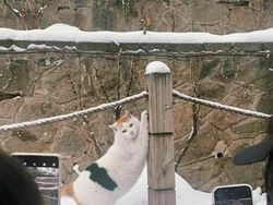 Kelakuan Anjing dan Kucing yang Bikin Senyum-senyum Sendiri