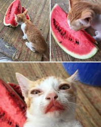 Pasti ada aja deh tingkah anjing dan kucing yang bikin kita senyum-senyum sendiri. Beberapa di antaranya seperti deretan foto berikut ini.