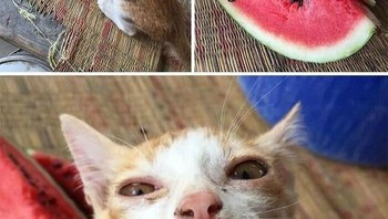 Genit deng kamu cing (kucing maksudnya). Foto: (Bored Panda).