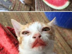 Kelakuan Anjing dan Kucing yang Bikin Senyum-senyum Sendiri