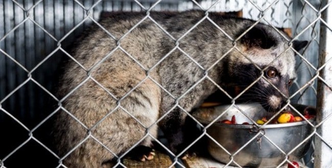 Tak Hanya Luwak, 5 Kopi dari Kotoran Hewan Ini Laku Keras di Pasaran