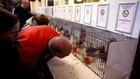 Pengunjung tampak melihat-lihat burung merpati di dalam sangkarnya selama gelaran British Homing World Show of the Year.  