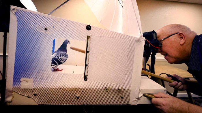 Racing pigeons are shown at the British Homing World Show of the Year in the Winter Gardens, Blackpool, Britain, January 20, 2024. REUTERS/Carl Recine