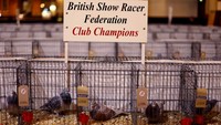 Merpati balap ditampilkan pada British Homing World Show of the Year (BHW) di Winter Gardens, Blackpool, Inggris, Sabtu (20/1/2024).
