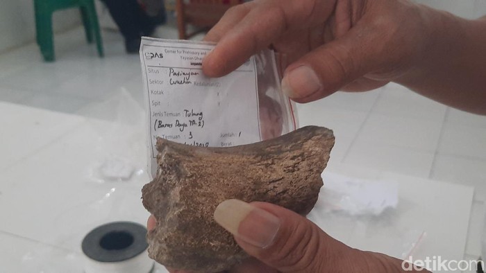 Koordinator Museum Situs Purbakala Patiayam Kudus, Jamin menunjukan fragmen bovidae dan stegodon di ruang penyimpanan fosil museum, Selasa (23/1/2024)