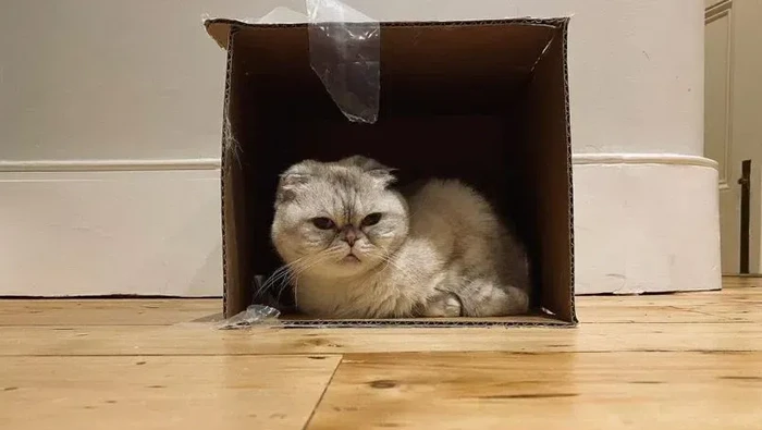 Olivia Benson, Kucing Taylor Swift.