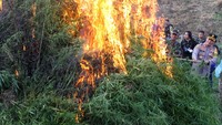Personel gabungan BNN, TNI/Polri membakar tanaman ganja dalam operasi pemusnahan ladang ganja di Desa Teupin Rusep, Kecamatan Sawang, Aceh Utara, Aceh, Selasa (23/1/2024).