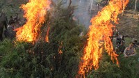 Dalam operasi itu petugas menemukan ladang ganja seluas 2 hektare atau sekitar 22.000 batang pohon ganja siap panen.