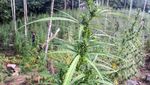 Dua Hektare Ladang Ganja di Aceh Utara Dimusnahkan