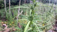 Ganja yang dimusnahkan tersebut diperkirakan mencapai 10 ton.