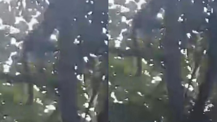 Sekor macan tutul naik ke atas dahan pohon di Kuningan