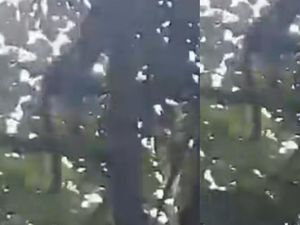 Geger Macan Tutul Panjat Pohon di Desa Tundangan Kuningan