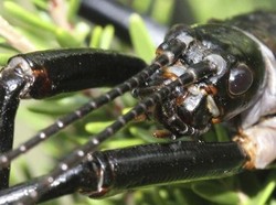 Video Penampakan Serangga Raksasa yang Baru Ditemukan di Australia