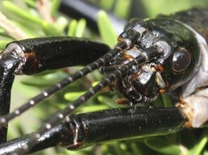 Lobster Pohon Ini Muncul Lagi Usai 70 Tahun Dianggap Punah