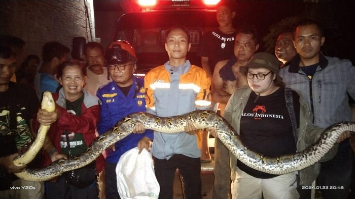 Ular yang masuk permukiman di Desa Parangjoro, Kecamatan Grogol, Kabupaten Sukoharjo, Selasa (23/1/2024).