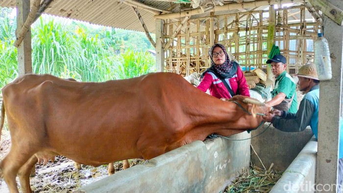 300 Ribu Ekor Ternak di Blitar Ditarget Dapat Vaksinasi PMK Kedua